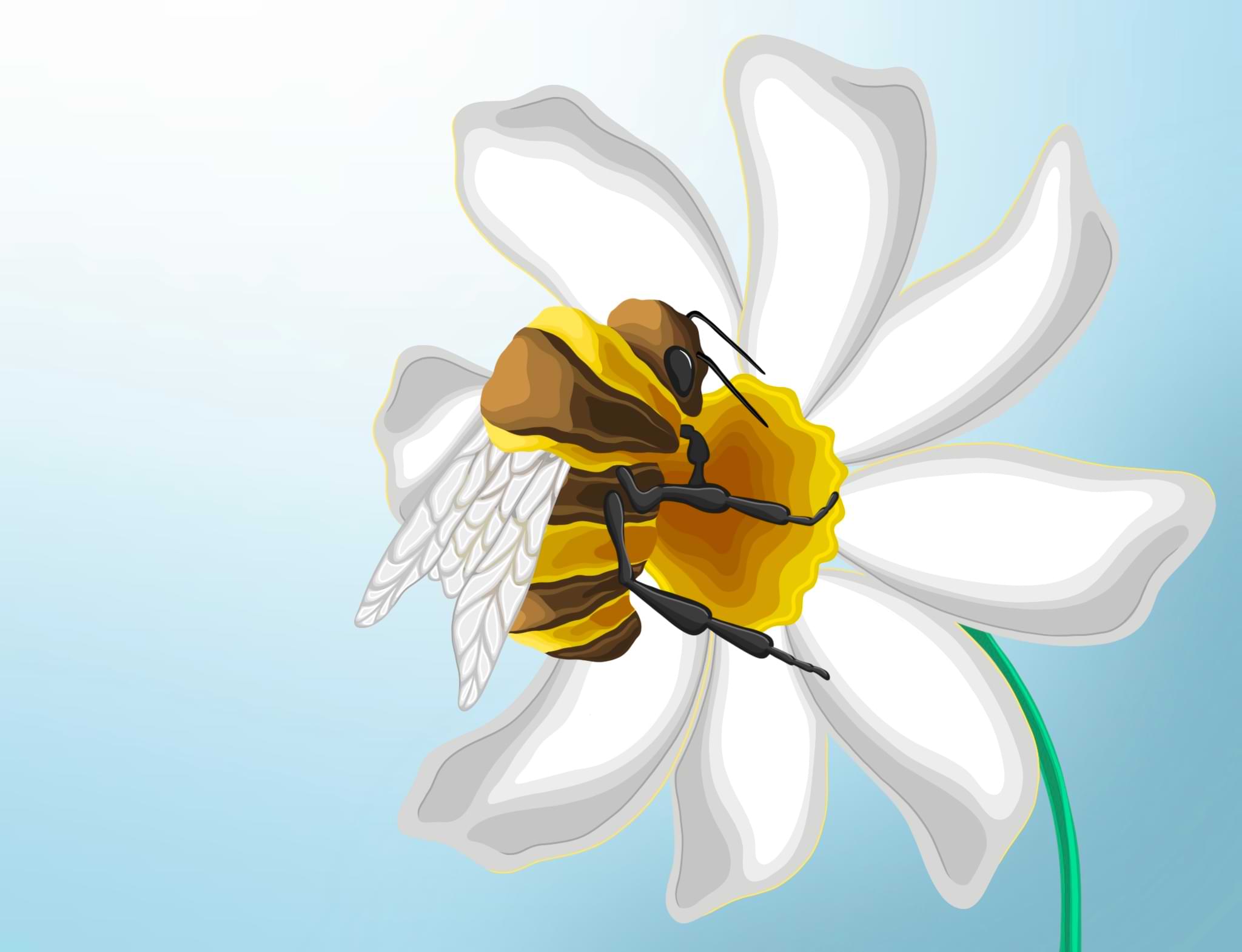 Biodiversité & abeille